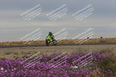 media/Jan-14-2023-SoCal Trackdays (Sat) [[497694156f]]/Turn 14 Exit Bloomig (145pm)/